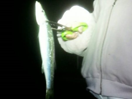 太刀魚激シブ　アオリは小さい